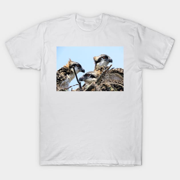 Osprey Family T-Shirt by allthumbs